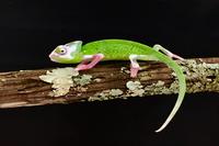 picture of Pied Veiled Chameleon Sml                                                                            Chamaeleo calyptratus